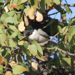 Black-back Puffback - Cubla boule-de-neige (Kruger, Shingwedzi)