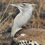 Outarde kori (Kruger - Satara)