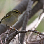 Pouillot à grands sourcils, Camargue (octobre 2014)