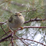 Pouillot à grands sourcils, Camargue (octobre 2014)