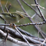 Pouillot à grands sourcils, Camargue (octobre 2014)