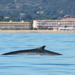 Rorqual commun (24 octobre 2014 - Le Lavandou)
