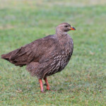 Francolin criard - Agulhas plain