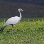 Grue de paradis - Agulhas plain