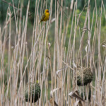Tisserin du Cap - Agulhas plain