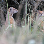 Mangouste fauve - Agulhas plain