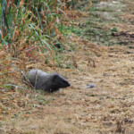 Mangouste grise du Cap - Agulhas plain
