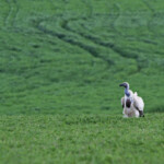Vautour chassefiente - Agulhas plain