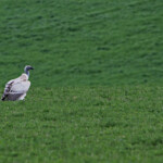 Vautour chassefiente - Agulhas plain