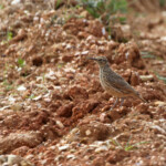 Alouette d'Agulhas - Agulhas plain