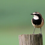 Traquet du Cap - Agulhas plain
