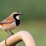Traquet du Cap - Agulhas plain