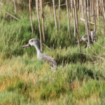 Canard du Cap - Agulhas plain
