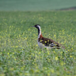 Outarde de Denham - Agulhas plain