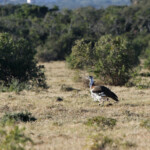 Outarde de Denham (Addo Elephant National Park)