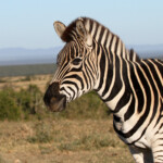 Zèbre des plaines (Addo Elephant National Park)