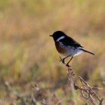 Tarier pâtre africain (Addo Elephant National Park)