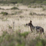 Chacal à chabraque (Addo Elephant National Park)