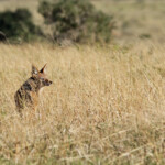 Chacal à chabraque (Addo Elephant National Park)