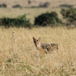 Chacal à chabraque (Addo Elephant National Park)