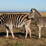 Zèbre des plaines (Addo Elephant National Park)