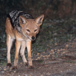 Chacal à chabraque (Addo Elephant National Park)