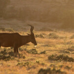 Bubale (Addo Elephant National Park)