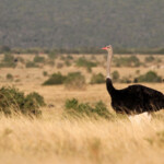 Autruche (Addo Elephant National Park)