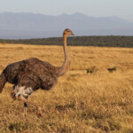 Autruche (Addo Elephant National Park)
