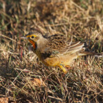 Sentinelle à gorge jaune (Addo Elephant National Park)