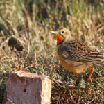 Sentinelle à gorge jaune (Addo Elephant National Park)