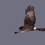 Busard maure - Agulhas plain