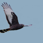 Busard maure - Agulhas plain