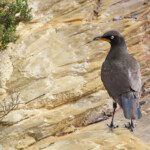 Spréo bicolore - Agulhas plain