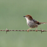 Cisticole à sonnette - Agulhas plain