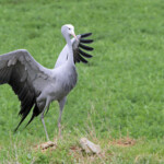Grue de Paradis - Agulhas plain