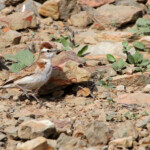 Alouette cendrille - Agulhas plain