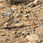 Alouette cendrille - Agulhas plain