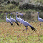 Grue de pardis - Agulhas plain