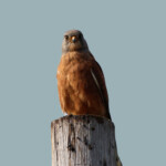 Crécerelle des rochers - Agulhas plain