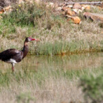Oie armée de Gambie - Agulhas plain