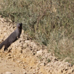 Mangouste grise du Cap - Agulhas plain