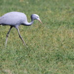 Grue de pardis - Agulhas plain
