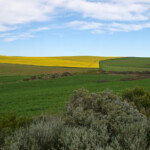 Agulhas plain Agulhas plain