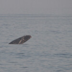 Baleine franche - Wilderness