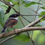 Pririt du Cap - Big tree - Wilderness