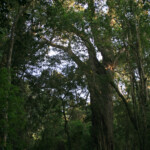 Big tree - Wilderness