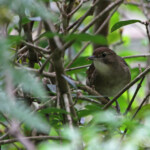 Terrestrial Brownbul - Bulbul jaboteur - Big tree - Wilderness