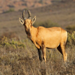 Bubale - Karoo