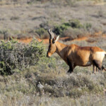 Bubale - Karoo